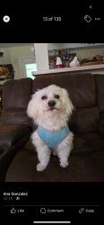 Lost Male Dog last seen Mid salem drive winston salem NC, Winston-Salem, NC 27103
