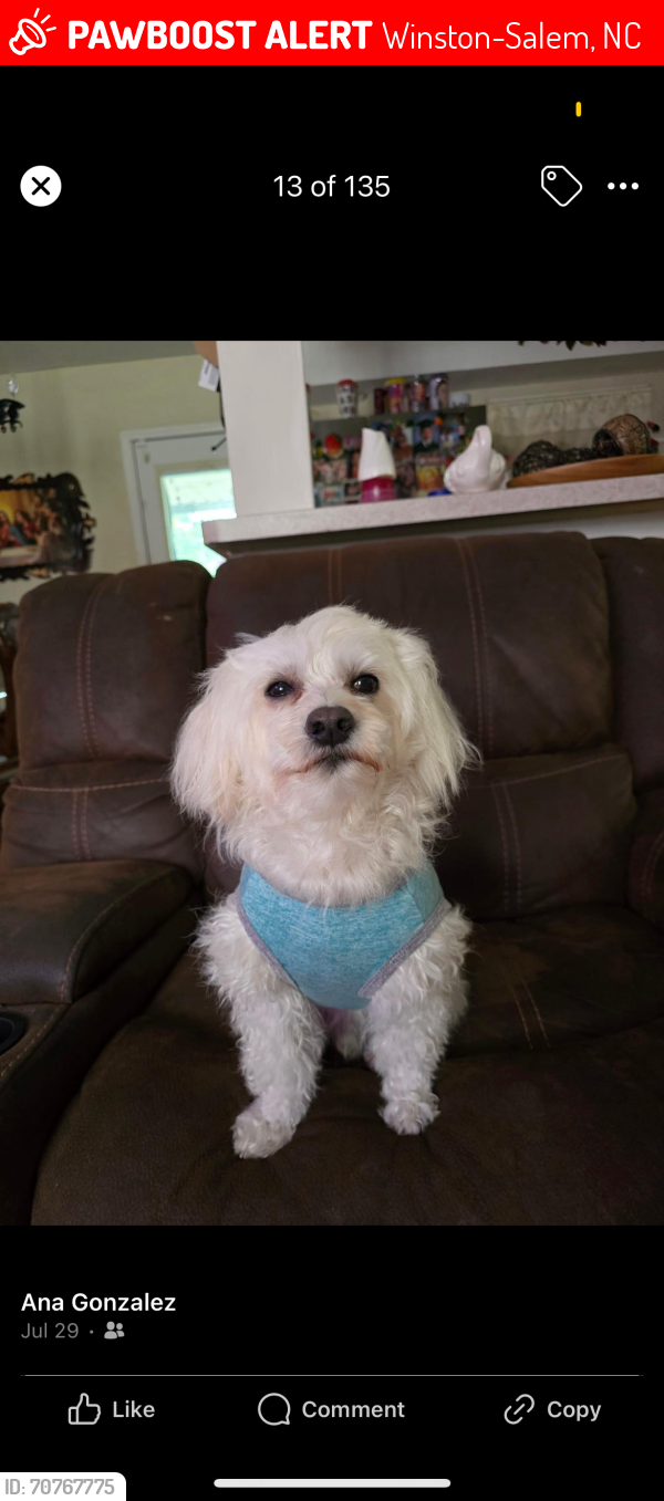 Lost Male Dog last seen Mid salem drive winston salem NC, Winston-Salem, NC 27103