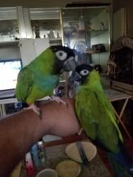 Lost Female Bird last seen Dorchester street , East Windsor, NJ 08512