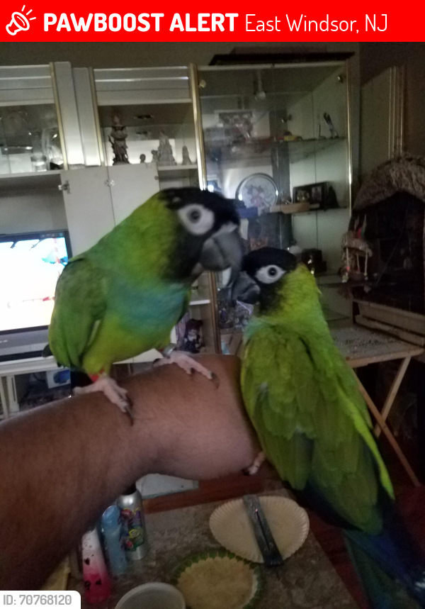 Lost Female Bird last seen Dorchester street , East Windsor, NJ 08512