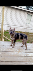 Lost Male Dog last seen 98th St, Little Rock, AR 72209