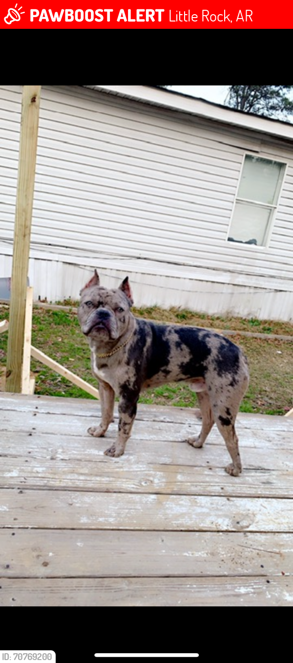 Lost Male Dog last seen 98th St, Little Rock, AR 72209