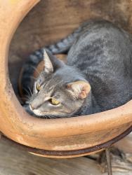 Reunited Male Cat last seen Condor Terrace and 107th St., Oklahoma City, OK 73162
