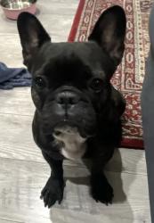 Lost Female Dog last seen Camarillo St. and Cahuenga Blvd., Los Angeles, CA 91606