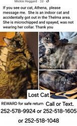 Lost Female Cat last seen Thelma, NC area, Halifax County, NC 27842
