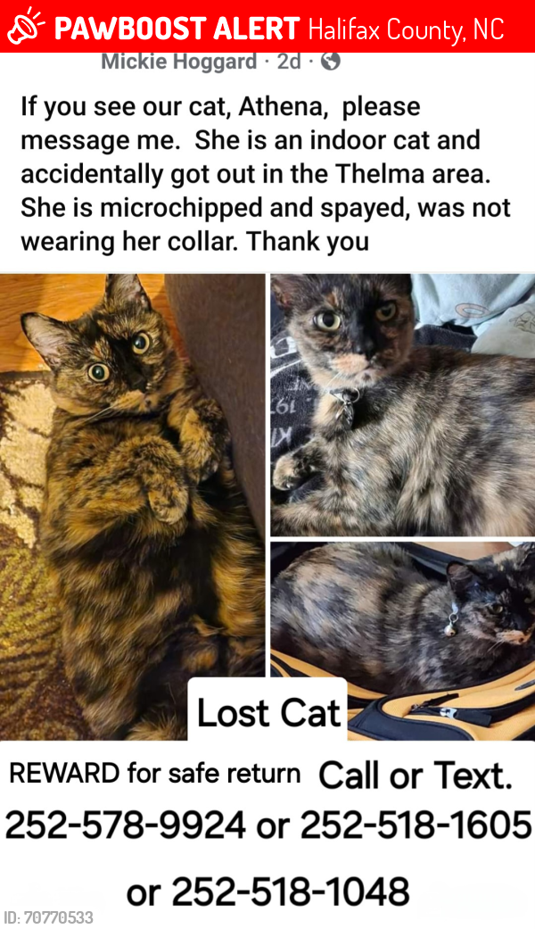 Lost Female Cat last seen Thelma, NC area, Halifax County, NC 27842