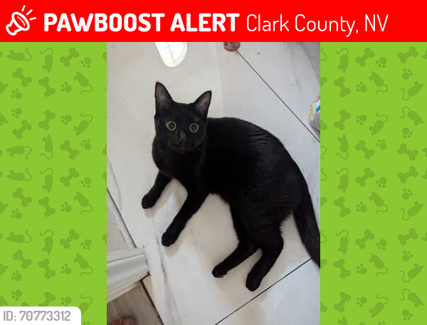 Lost Male Cat last seen Cactus and El Capitan, Clark County, NV 89141