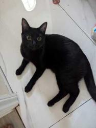 Lost Male Cat last seen Cactus and El Capitan, Clark County, NV 89141