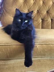 Lost Female Cat last seen Apache Dr. Chula Vista ca , Chula Vista, CA 91910