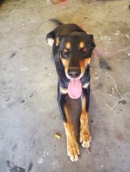 Reunited Male Dog last seen Kirby & Esplanade , San Jacinto, CA 92582