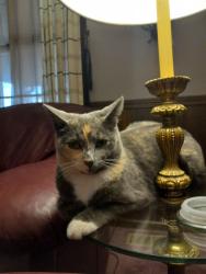 Lost Female Cat last seen 131st and lantern rd, Fishers, IN 46038