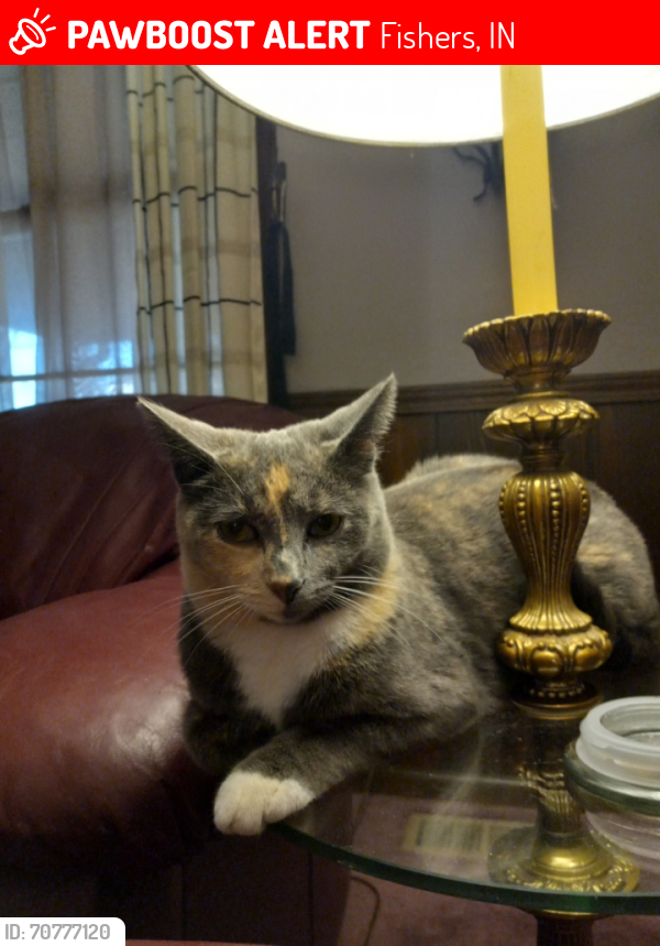 Lost Female Cat last seen 131st and lantern rd, Fishers, IN 46038