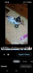 Lost Male Dog last seen Behind the Alvarado Vet Clinic, Alvarado, TX 76009