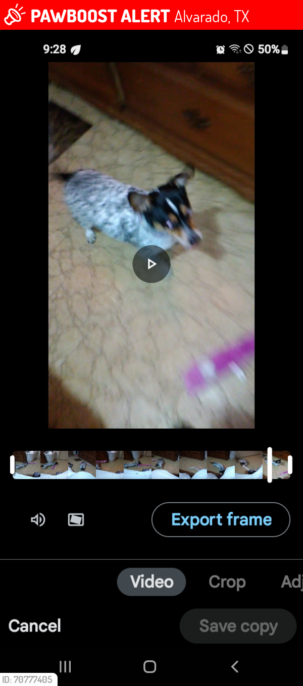Lost Male Dog last seen Behind the Alvarado Vet Clinic, Alvarado, TX 76009