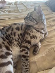 Lost Female Cat last seen 73rd and West Fish Lake Rd, Osseo, MN 55311