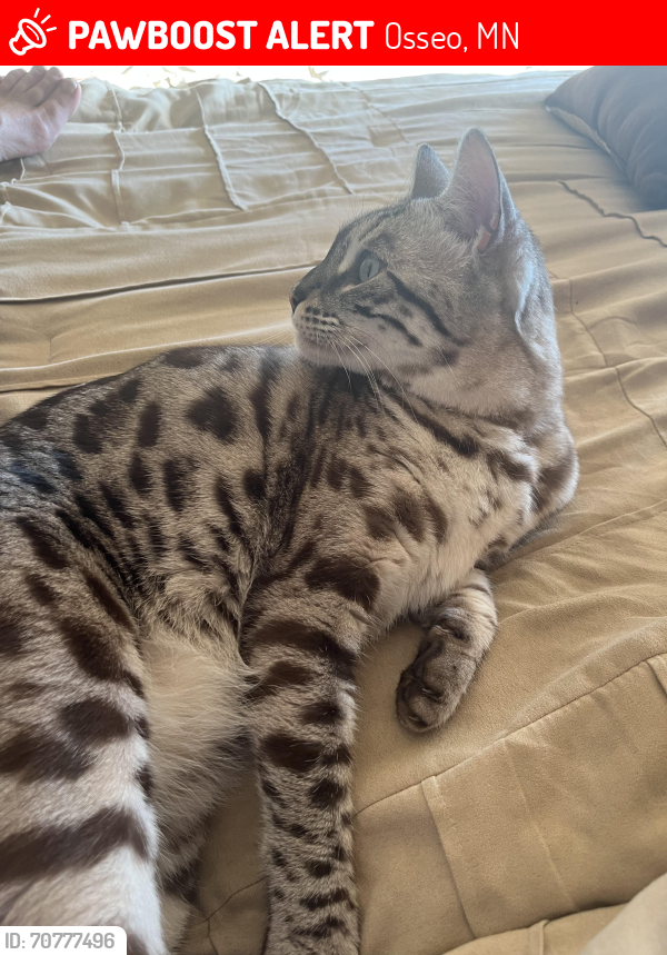 Lost Female Cat last seen 73rd and West Fish Lake Rd, Osseo, MN 55311