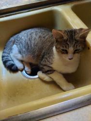 Lost Male Cat last seen Walnut street , Redmond, OR 97756