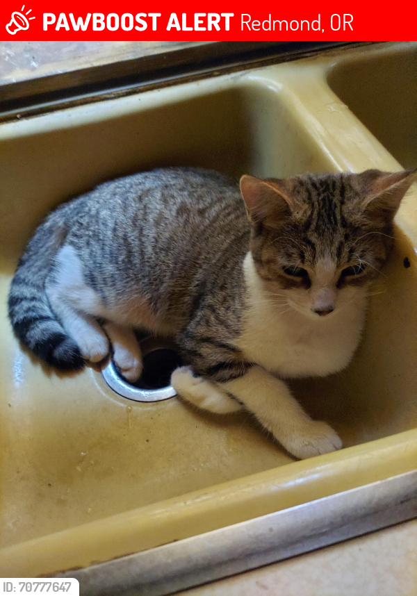 Lost Male Cat last seen Walnut street , Redmond, OR 97756