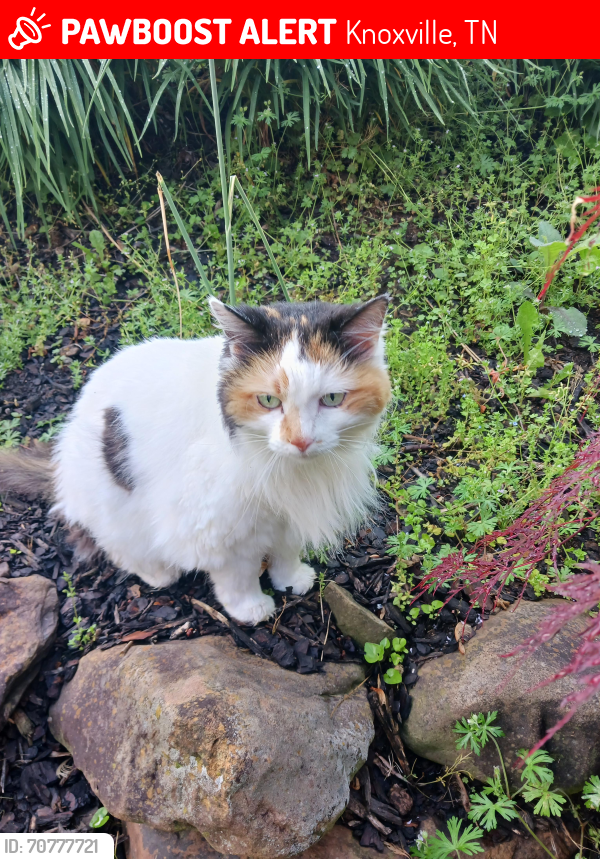 Lost Female Cat last seen We live at 1004 Paddinton, knoxville tn, Knoxville, TN 37922