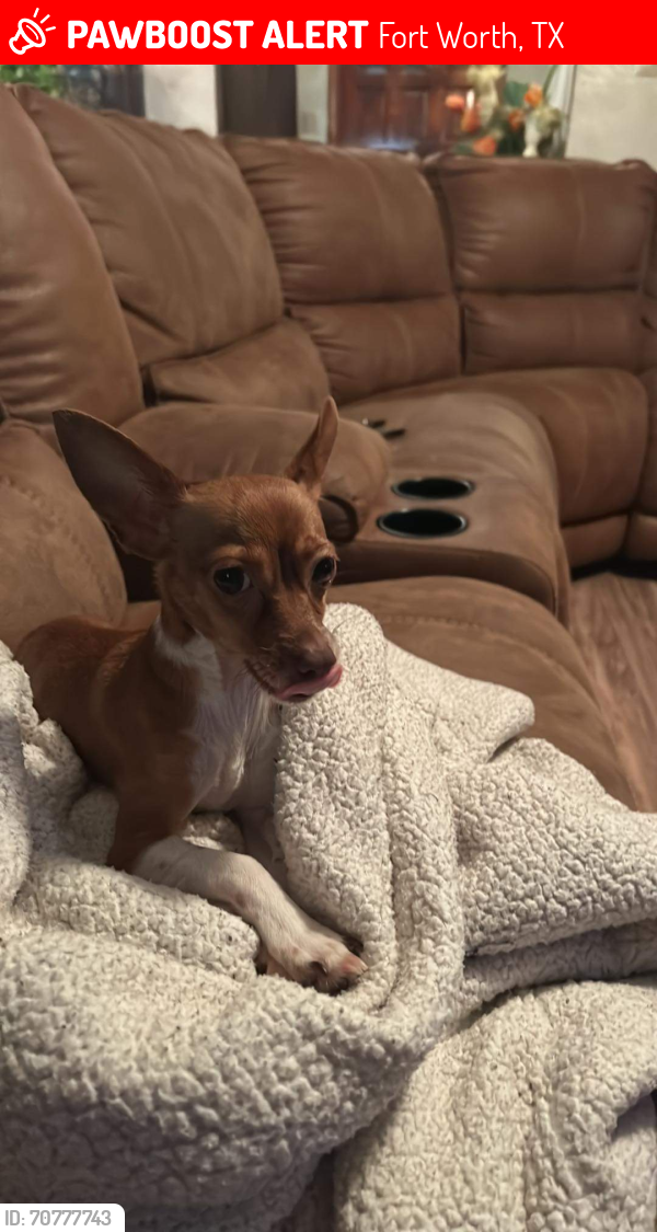 Lost Male Dog last seen River oaks , Fort Worth, TX 76102