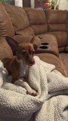 Lost Male Dog last seen River oaks , Fort Worth, TX 76102