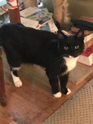 Lost Male Cat last seen Near Alderbrook Court, Wrentham, MA 02093