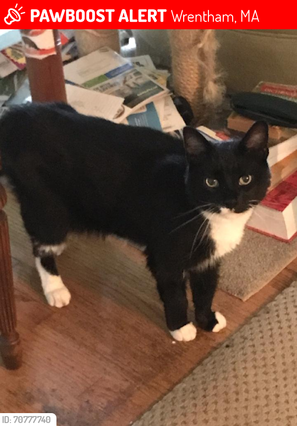 Lost Male Cat last seen Near Alderbrook Court, Wrentham, MA 02093