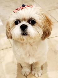 Lost Female Dog last seen 41th St & US1 near storage facility , Vero Beach, FL 32967