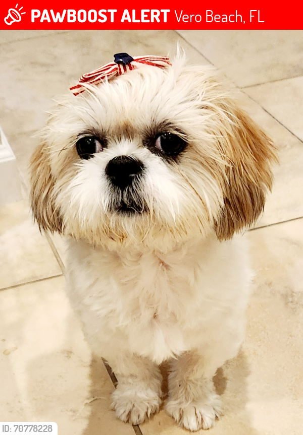 Lost Female Dog last seen 41th St & US1 near storage facility , Vero Beach, FL 32967