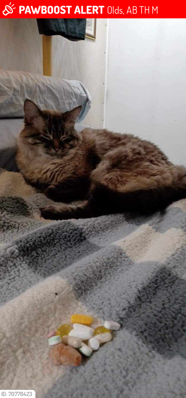 Lost Male Cat last seen Near Birch Road, Olds, AB T4H 1M3
