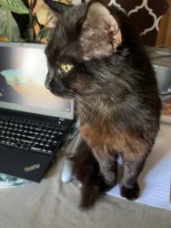 Lost Male Cat last seen Lemon St & Buckeye Ln, Flagler County, FL 32110