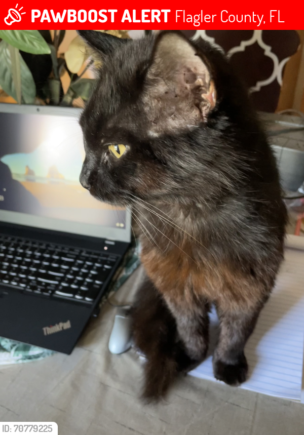 Lost Male Cat last seen Lemon St & Buckeye Ln, Flagler County, FL 32110