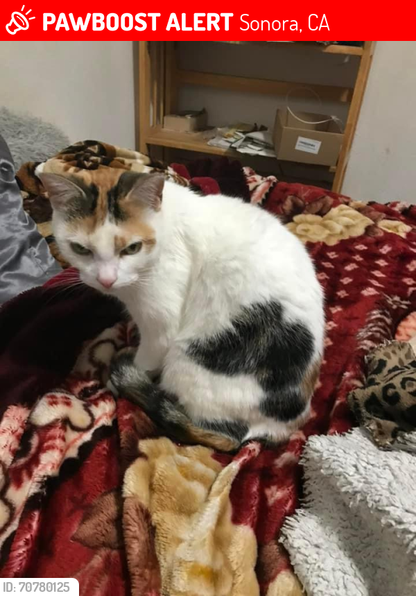 Lost Female Cat last seen Near Arno Way Sonora , Sonora, CA 95370