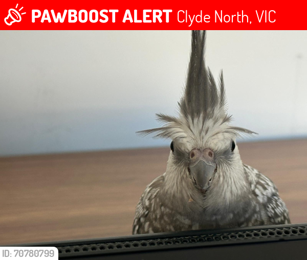 Lost Female Bird last seen Clyde north ￲Bunnings , Clyde North, VIC 3978