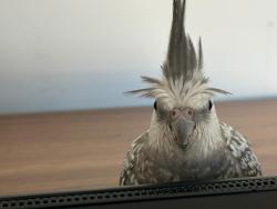 Lost Female Bird last seen Clyde north ￲Bunnings , Clyde North, VIC 3978