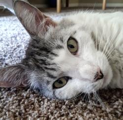 Lost Male Cat last seen Baseline & Higley, Gilbert, AZ 85234