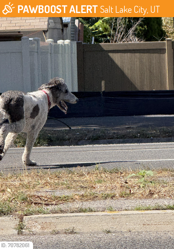 Found/Stray Unknown Dog last seen  S Salt Lake City , Salt Lake City, UT 84105