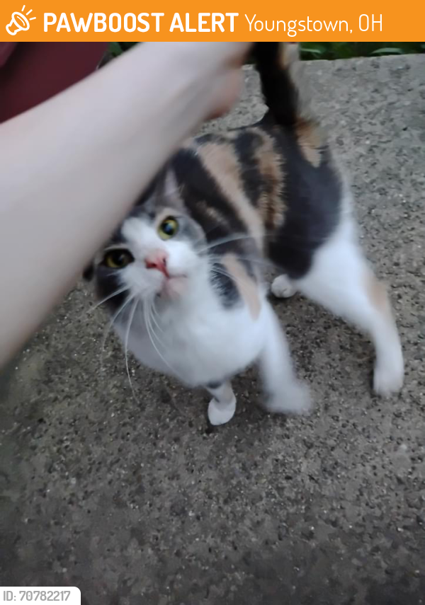 Found/Stray Female Cat last seen Westside Bowl , Youngstown, OH 44509