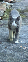 Lost Female Cat last seen Near Crossland Road, Clover, SC , York County, SC 29710