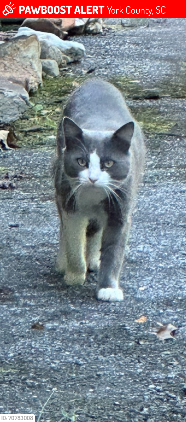 Lost Female Cat last seen Near Crossland Road, Clover, SC, York County, SC 29710