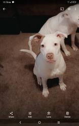 Lost Female Dog last seen county road 428 & 1409, Dayton, TX 77535
