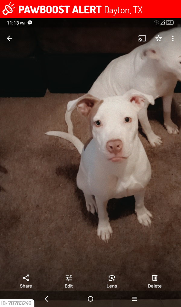 Lost Female Dog last seen county road 428 & 1409, Dayton, TX 77535