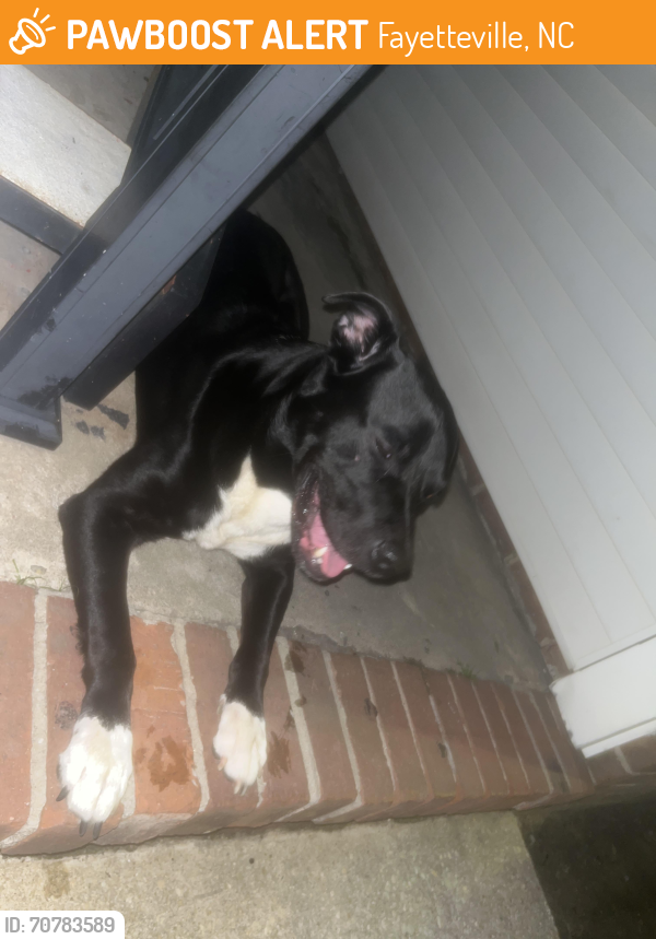 Found/Stray Male Dog last seen Barcelona Dr, Fayetteville, NC 28303