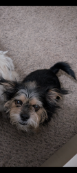 Lost Male Dog last seen Sycamore and Anaheim Blvd , Anaheim, CA 92805