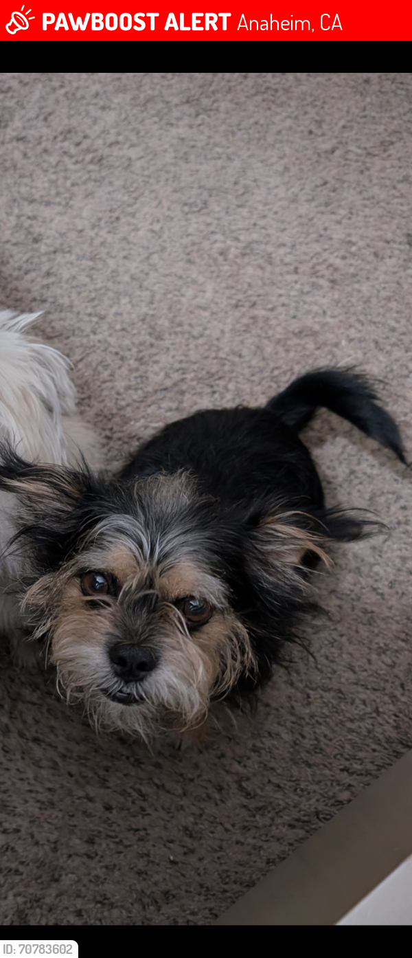 Lost Male Dog last seen Sycamore and Anaheim Blvd , Anaheim, CA 92805