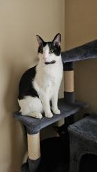 Lost Male Cat last seen Old Mill Rd and Bundschu , Independence, MO 64056