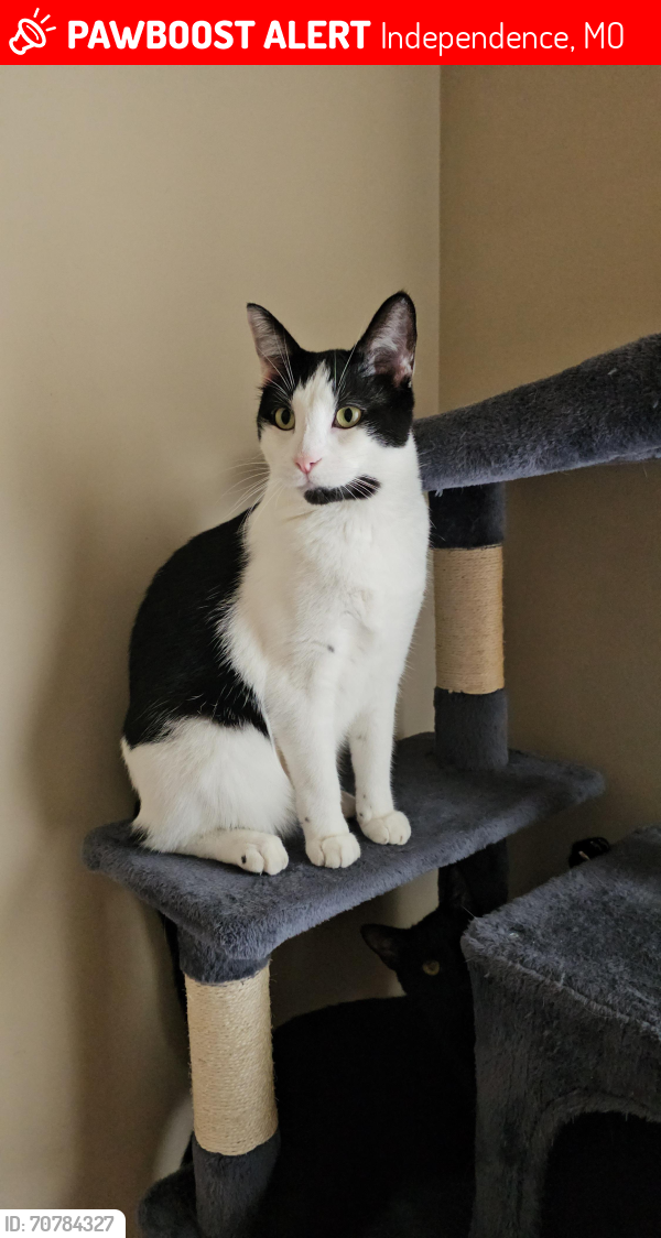 Lost Male Cat last seen Old Mill Rd and Bundschu , Independence, MO 64056