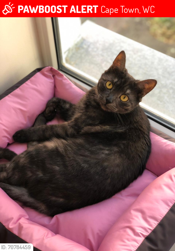 Lost Female Cat last seen Baronrath road , Cape Town, WC 7708