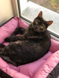 Lost Female Cat last seen Baronrath road , Cape Town, WC 7708