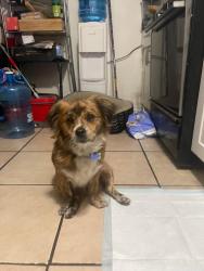 Reunited Female Dog last seen Near Main St, South Gate, CA 90280, USA, South Gate, CA 90280